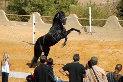 rearing horse