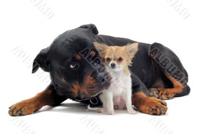 rottweiler and puppy chihuahua