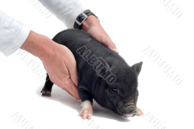 liitle piggy