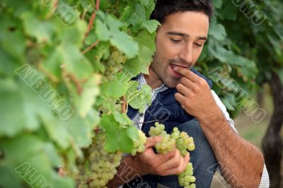 Man eating grapes in vineyard