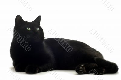 black cat