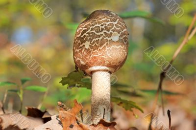 Macrolepiota procera or Parasol mushroom