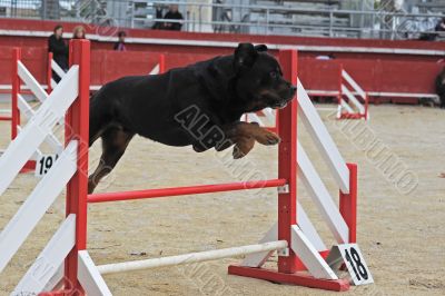 rottweiler in agility