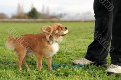 chihuahua and stick