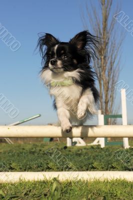 jumping chihuahua