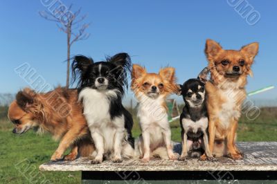 five chihuahuas