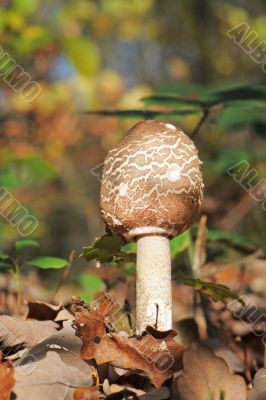 Macrolepiota procera or Parasol mushroom