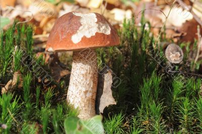 bolete mushroom