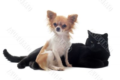 chihuahua and cat