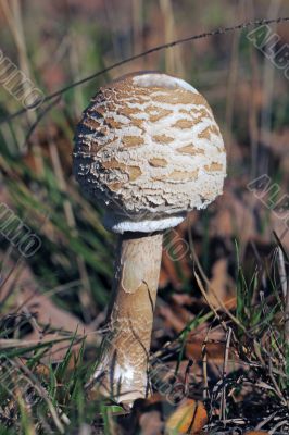 Macrolepiota procera or Parasol mushroom