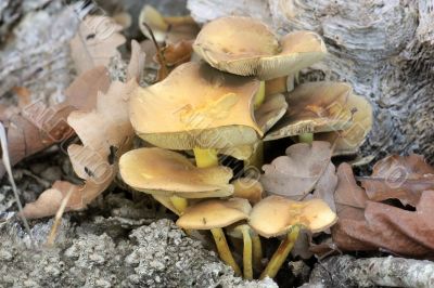wood fungus