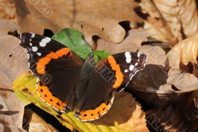 Red Admiral ,Vanessa atalanta,
