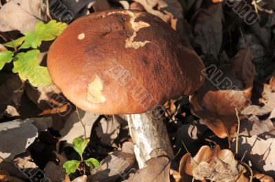 bolete mushroom