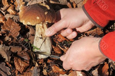 Picking bolete mushroom