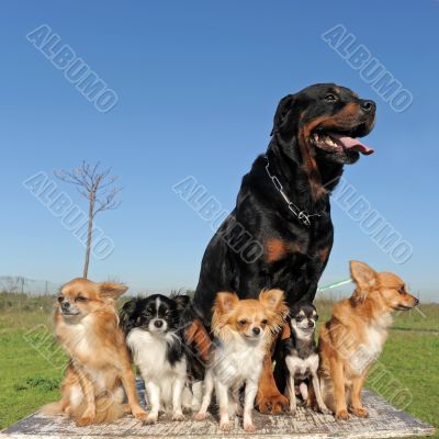 chihuahuas and rottweiler
