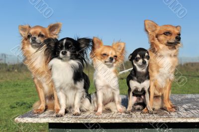 five chihuahuas