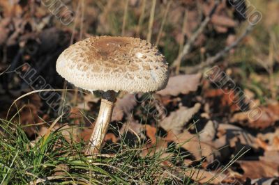 Macrolepiota procera or Parasol mushroom