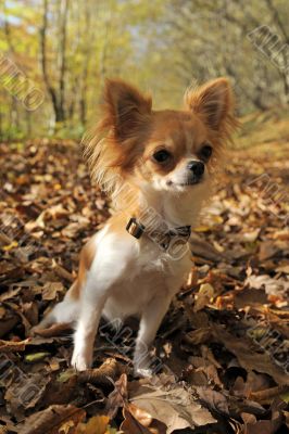 chihuahua in forest