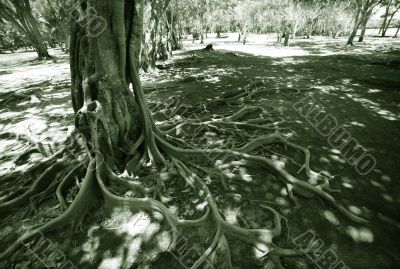 Wild tree in jungle 