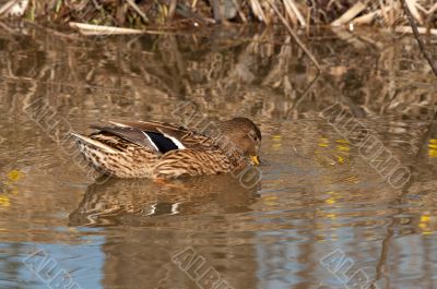 Mallard.