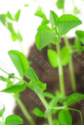 Green shoots of peas 