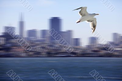 Seagull