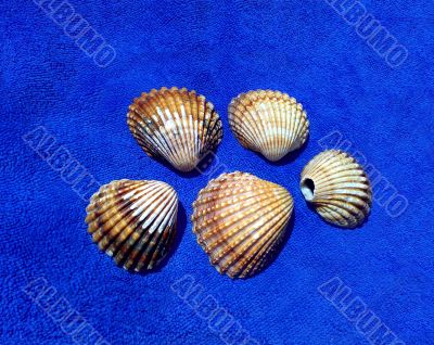Image of seashells