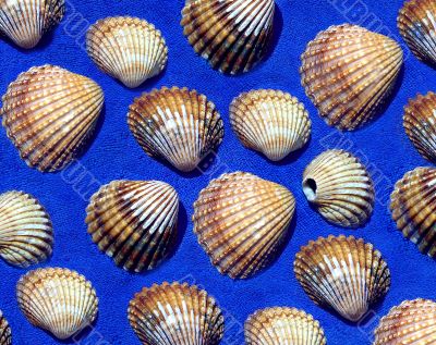 Image of seashells