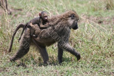baboon mother