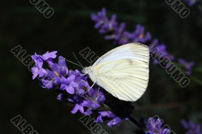 white butterfly sitting on lavender