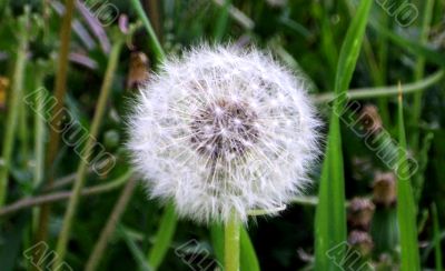 White dandelion