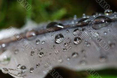 drops of water on a bird feather
