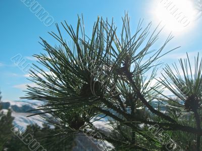 Green pins of the pine tree. Winter