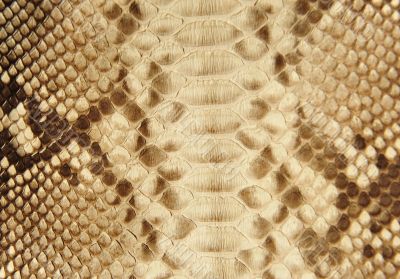 Portrait of snake skin.