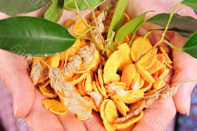 Portrait of hands holding plants, wheat, and flakes.
