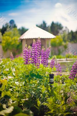 English garden in summer