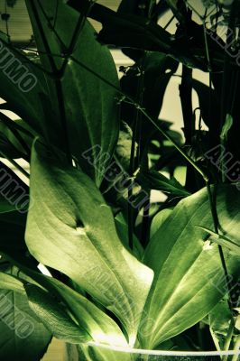 green leaf background