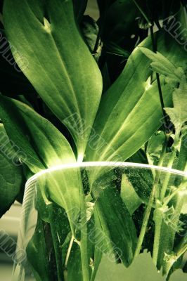 green leaf background