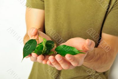 plant in hands