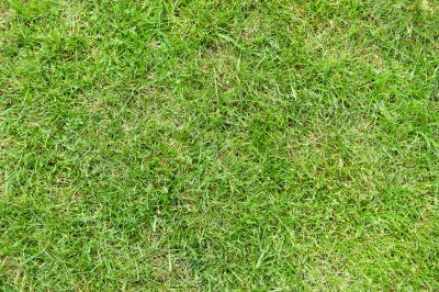 Beautiful green grass texture from golf course