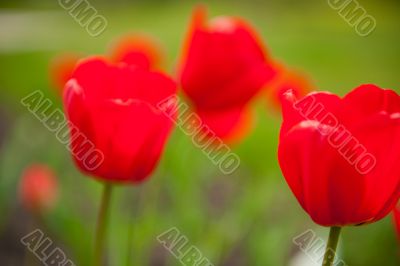 Beautiful spring flowers