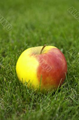 Apple in the grass.