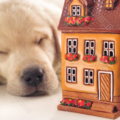 Portrait of a adorable labrador puppy, laying on white table wit