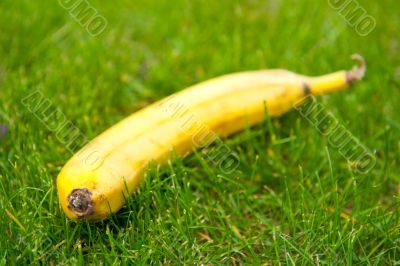 Banana in the grass.