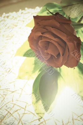 Red rose