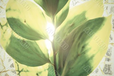 Green leaves