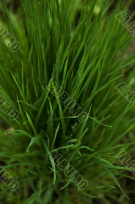 Close up of fresh thick grass with water drops in the early morn
