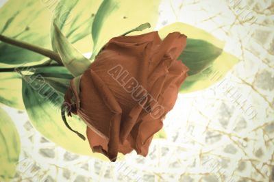 Red rose