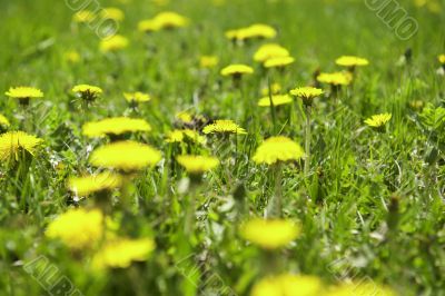Field of dandelions