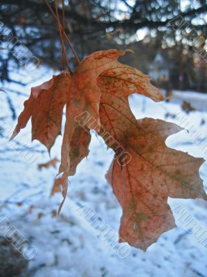  Red maple leaves and cold winter day